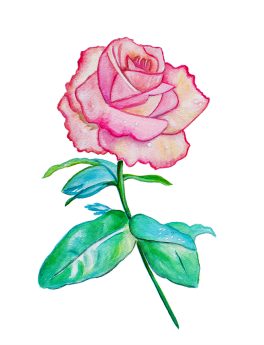 pinkrose2_mar2024